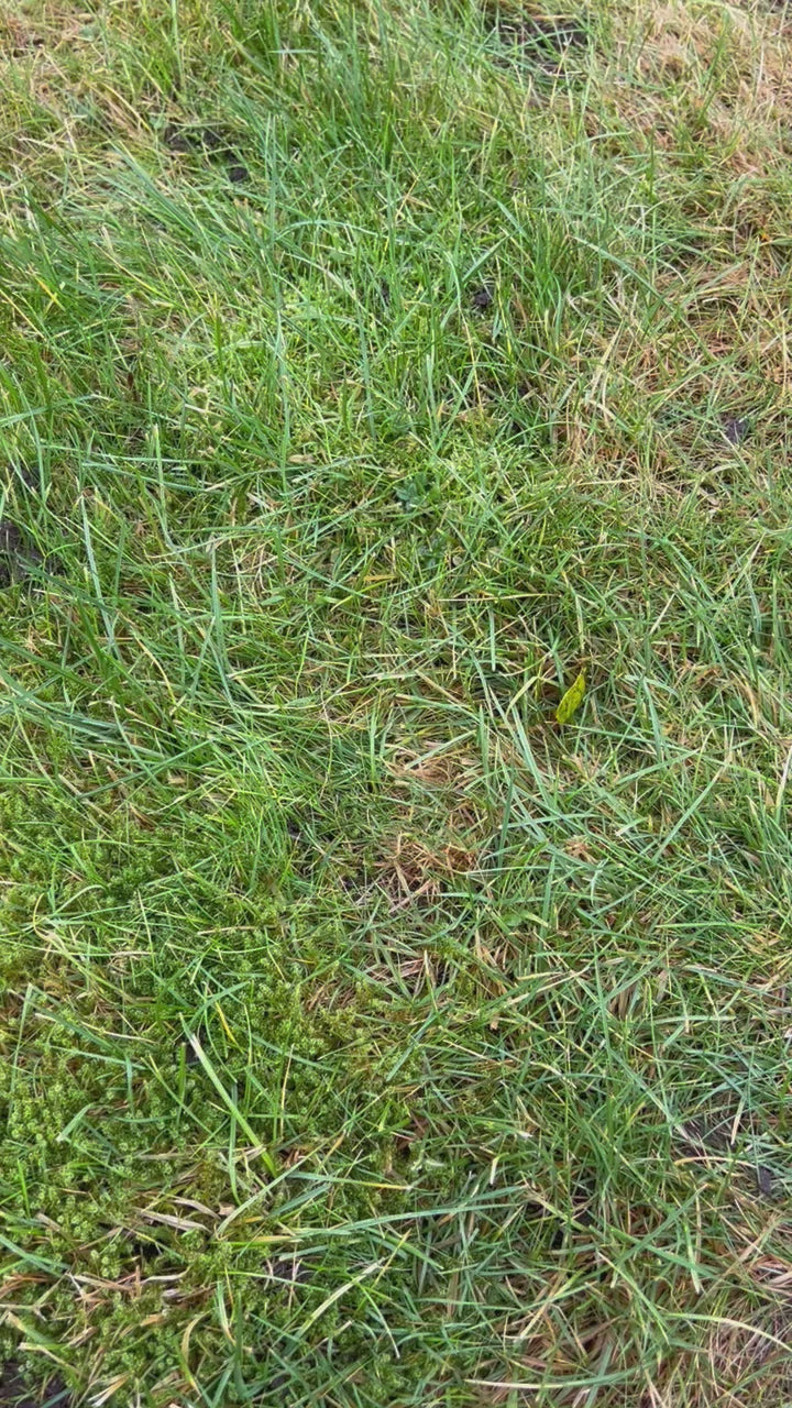 Golf Lawn Repair Tool